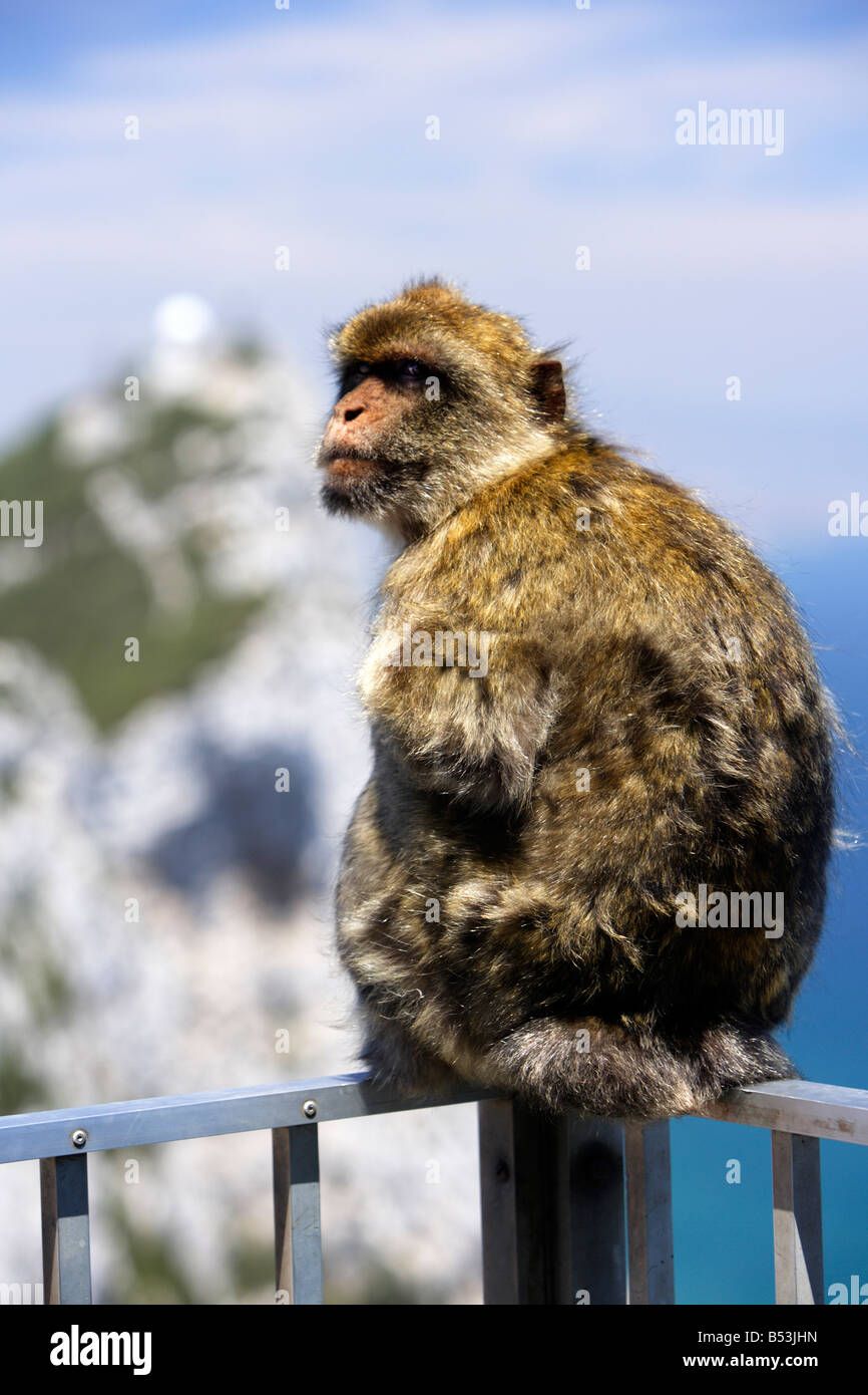 Barbary macaque, Macaca sylvanus, sitting on railing, Gibraltar Stock Photo