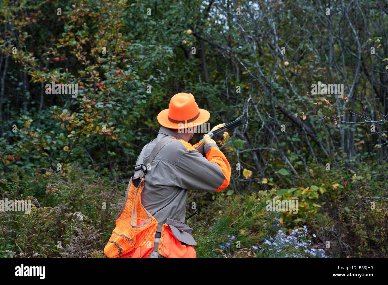 Woodcock and grouse or partridge hunting in New Brunswick Canada Stock