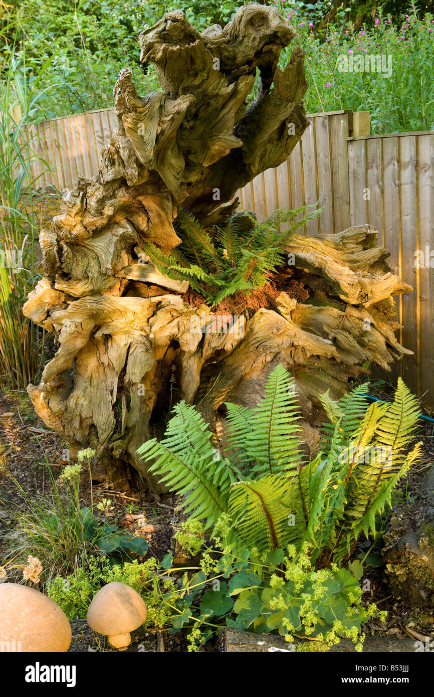 decaying tree stump used as a fernery Stock Photo