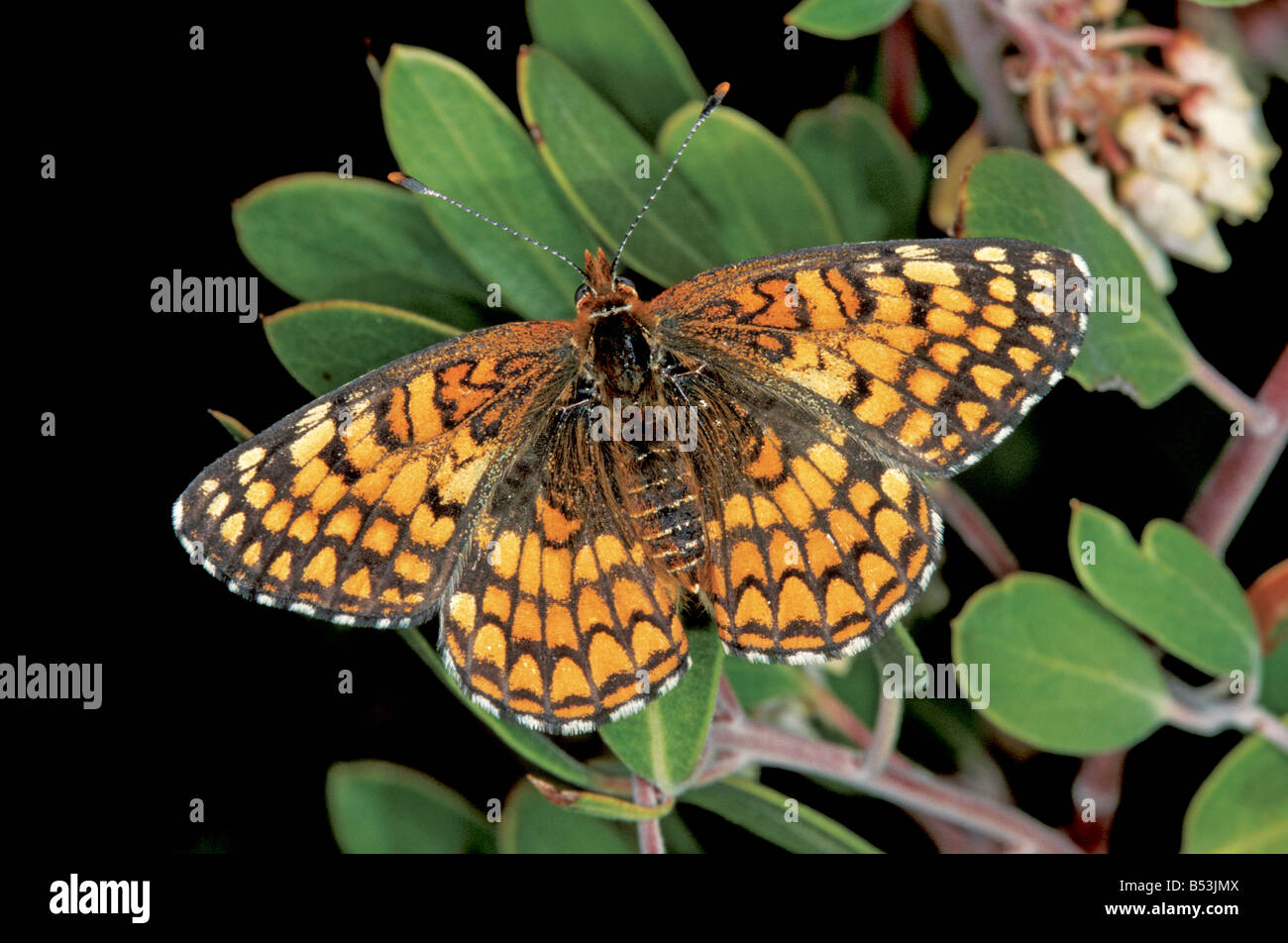 Sagebrush checkerspot hires stock photography and images Alamy