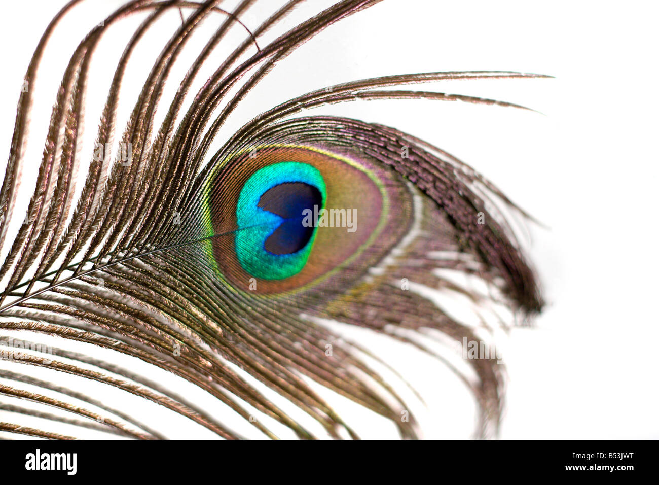 Peacock feather art hi-res stock photography and images - Alamy