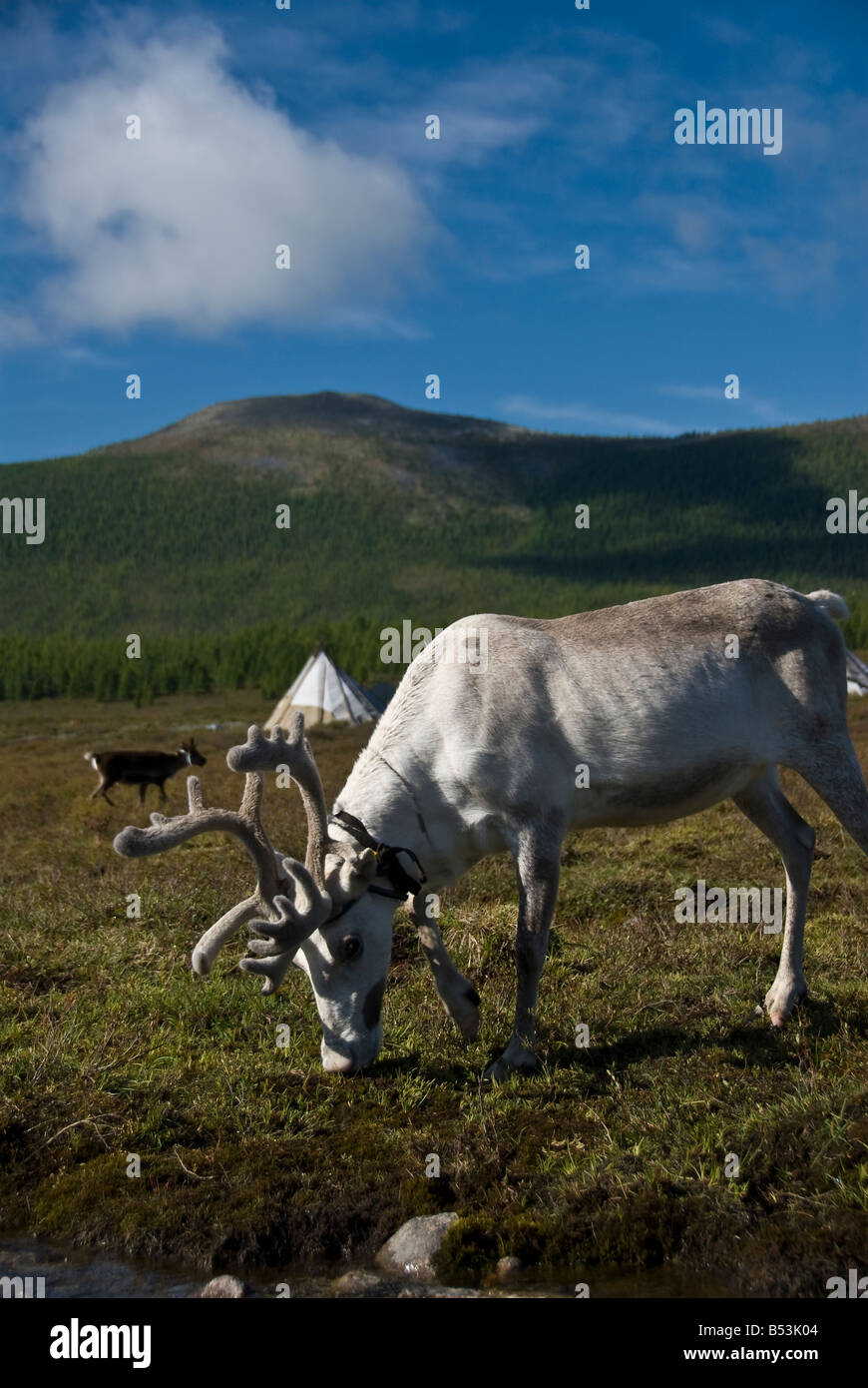 Reindeers in the tsaatan encampment Northern Mongolia Stock Photo