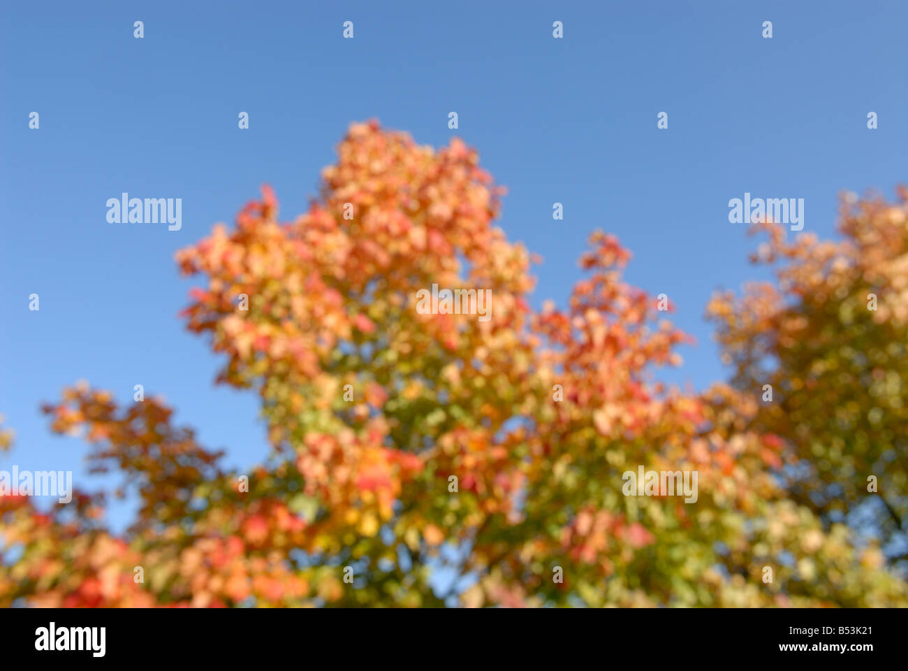 Defocused forest autumn blur hi-res stock photography and images - Alamy