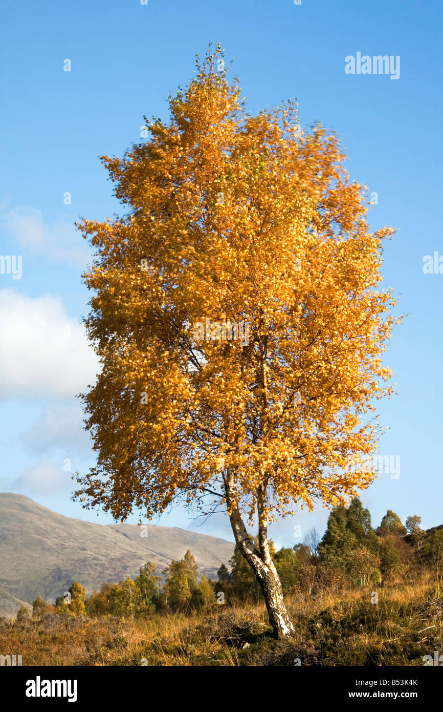 Autumn birch above Glen Lyon in Scotland Stock Photo