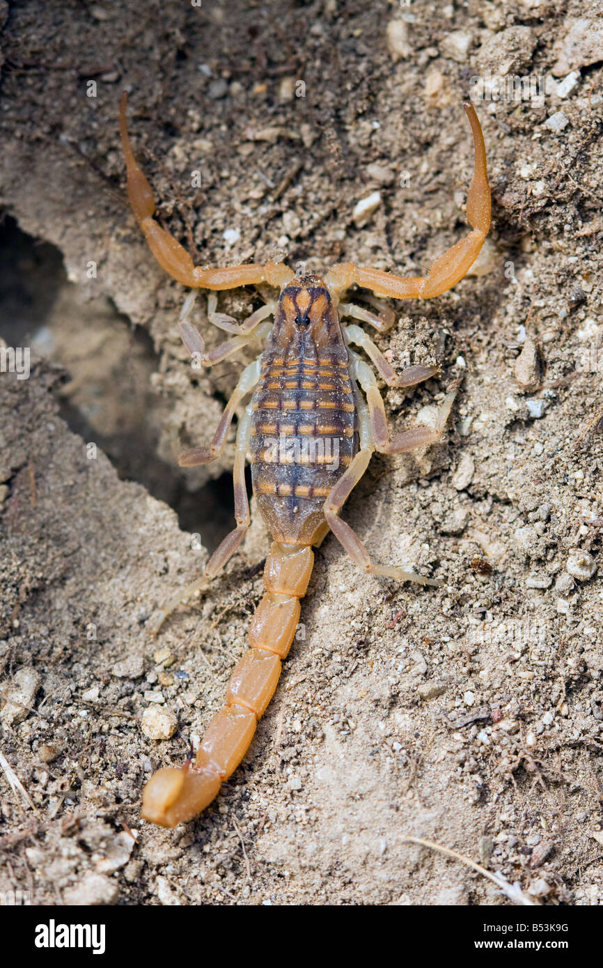 Common European Scorpion, Buthus occitanus Stock Photo
