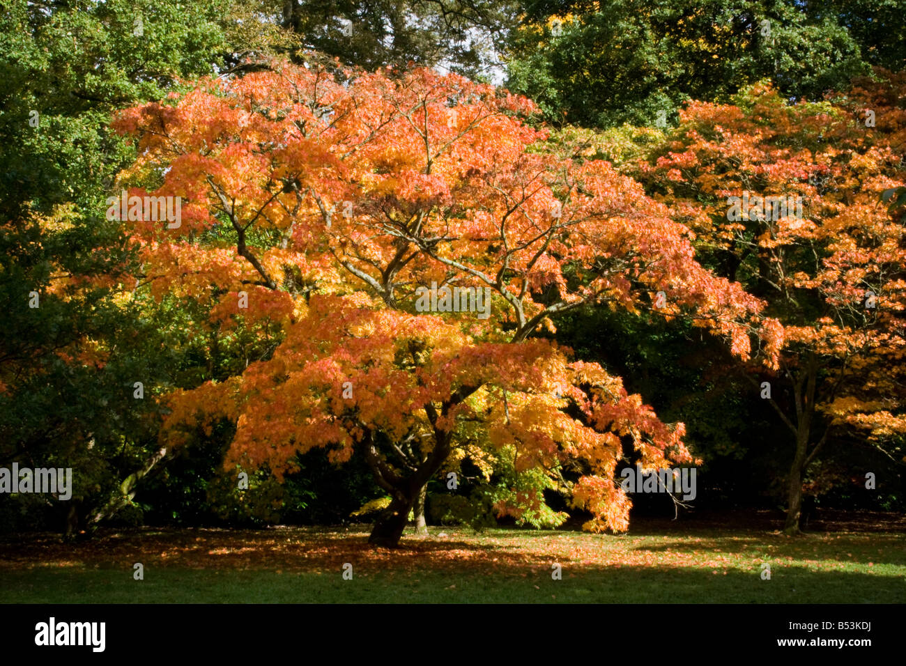 Colours maple hi-res stock photography and images - Alamy
