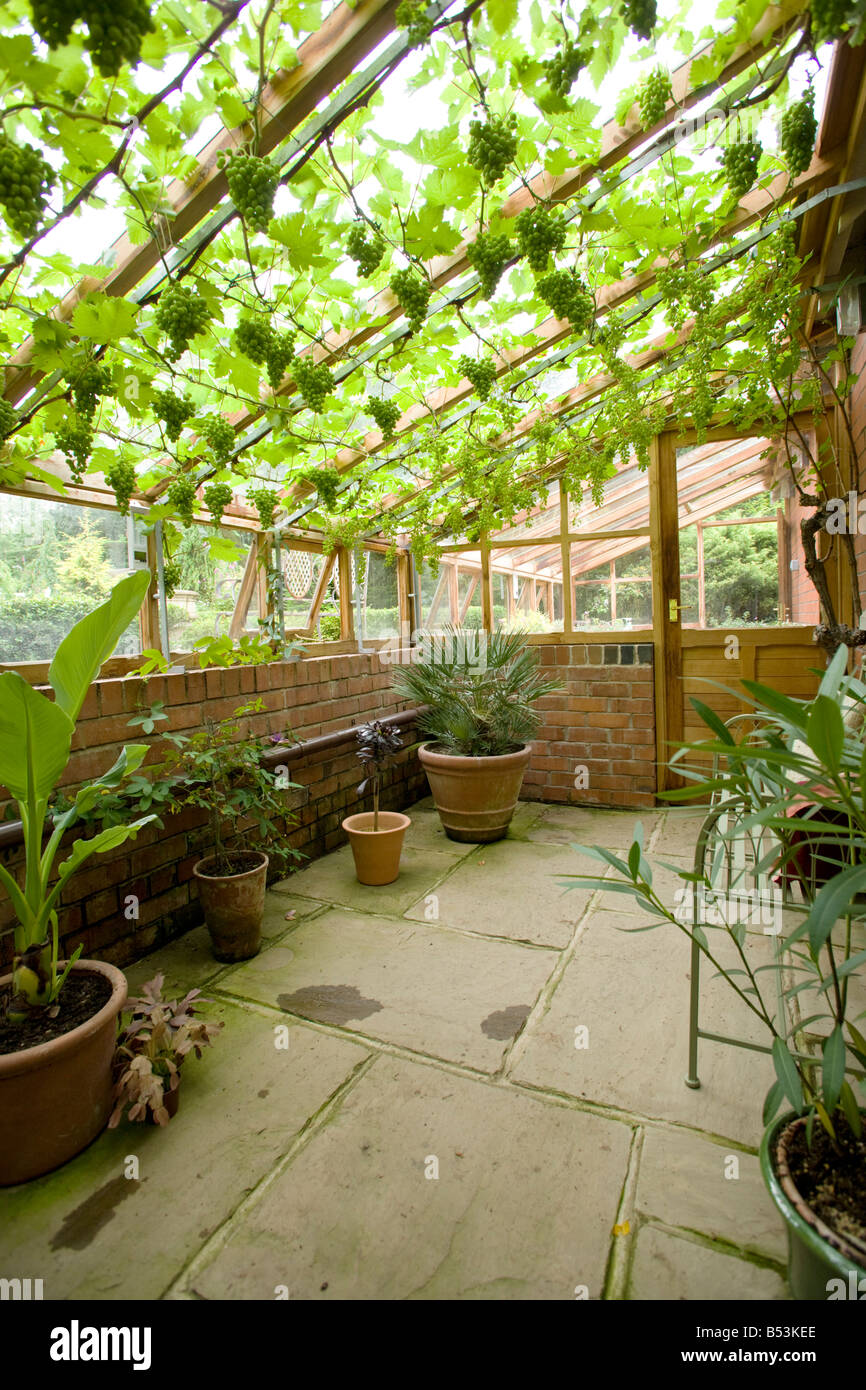 Unknown grape variety growing in a Lancashire conservatory Stock Photo