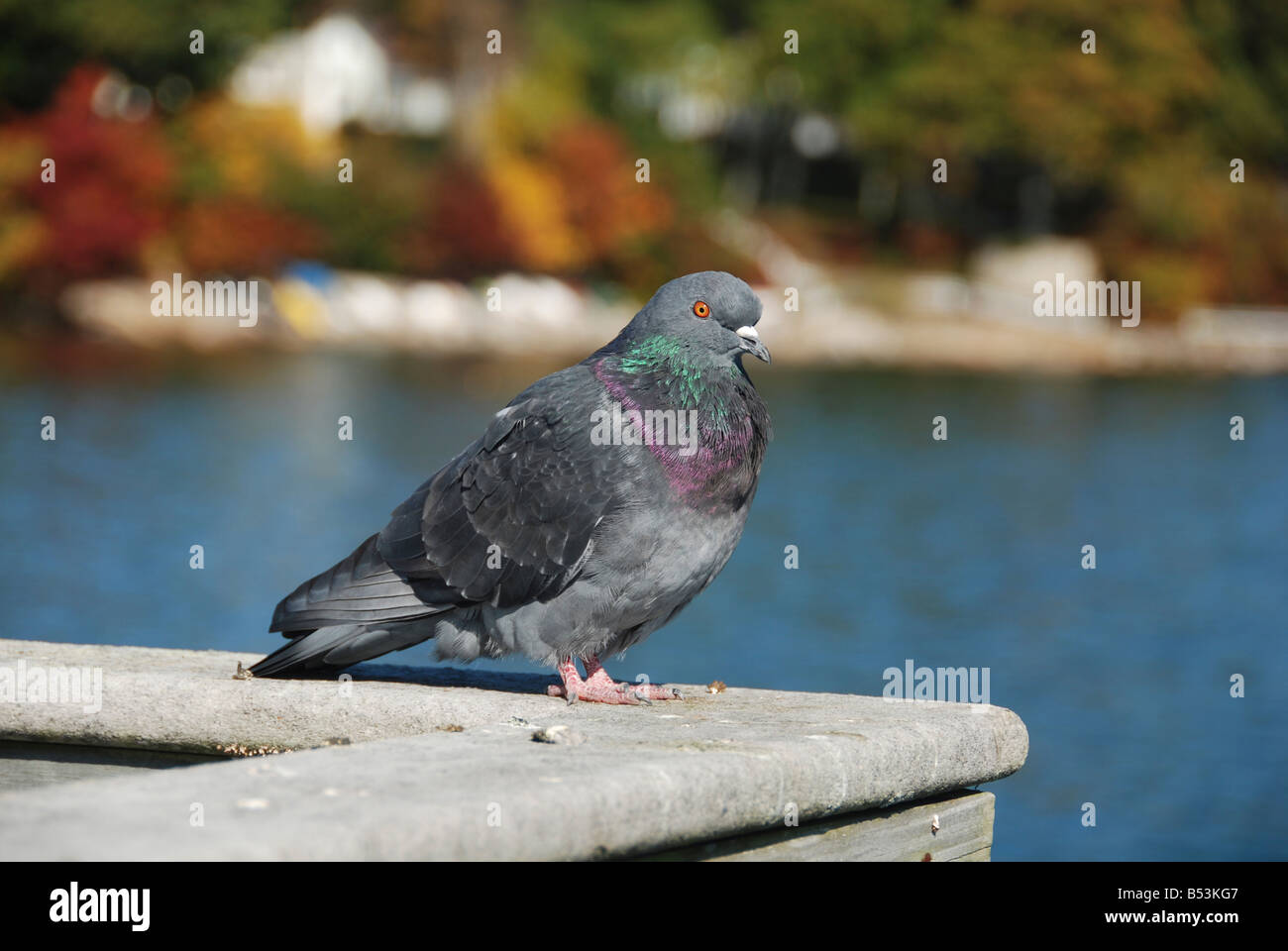 pigeon Stock Photo