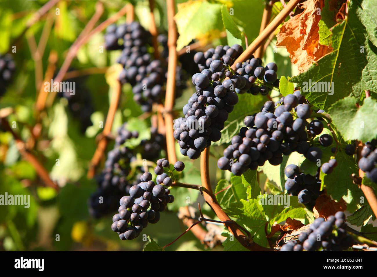 Pinot Noir grapes Willamette Valley Oregon USA Stock Photo