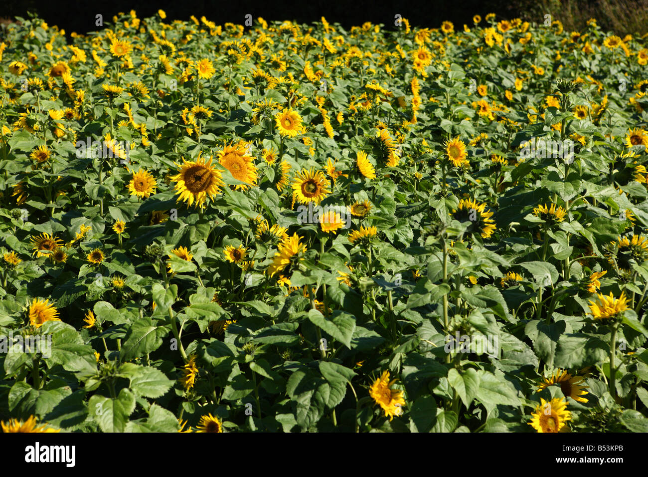 Field of sunflowers Oregon USA Stock Photo Alamy