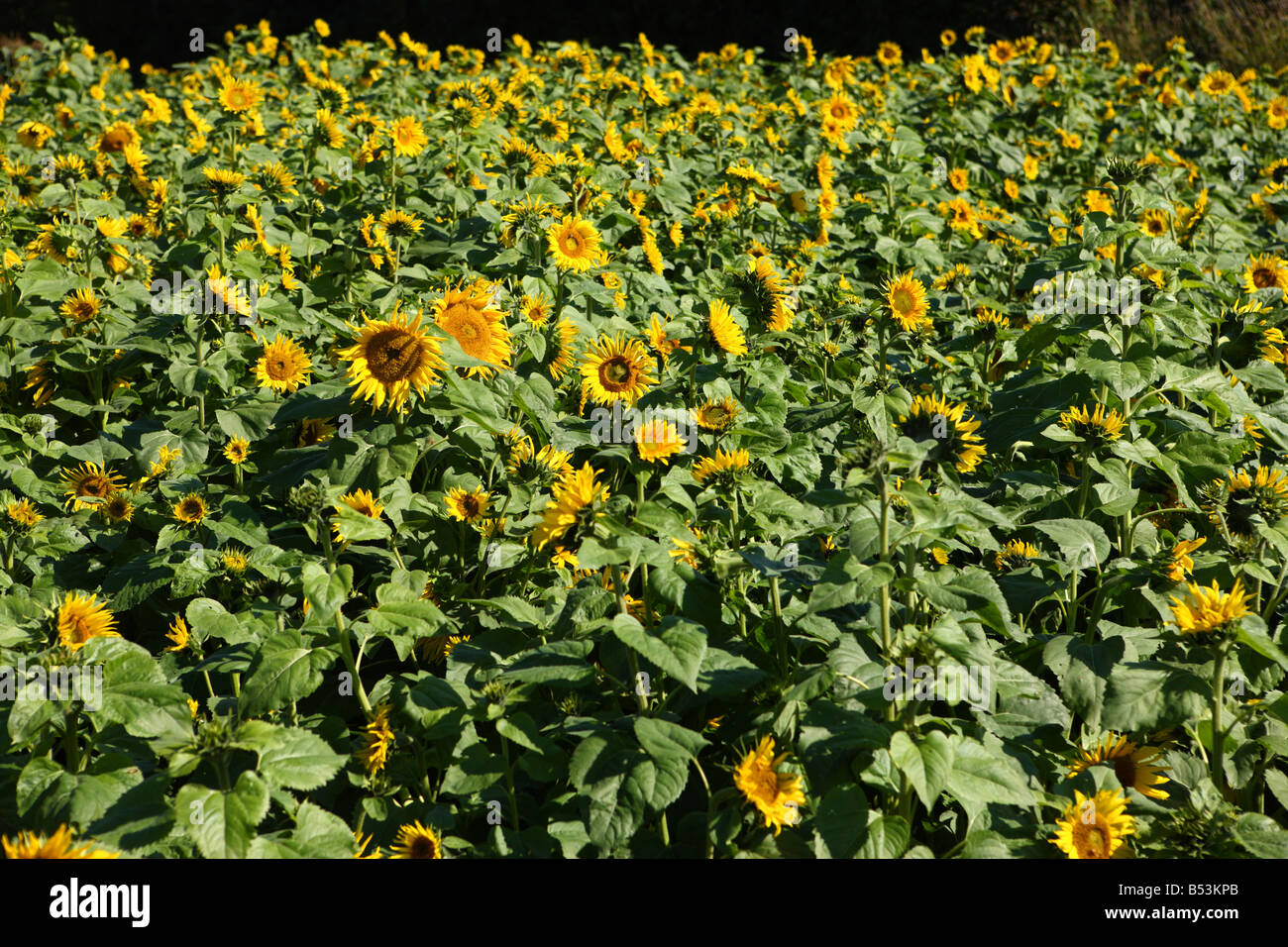 Field of sunflowers Oregon USA Stock Photo