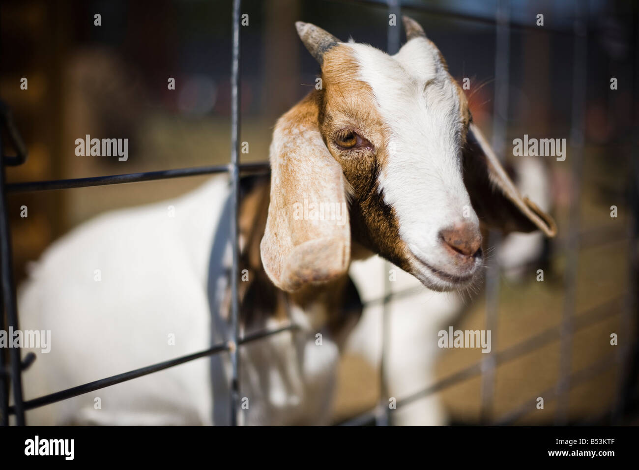 Billy goat sticking his head out of the wire fence at a petting zoo in Arkansas. Stock Photo