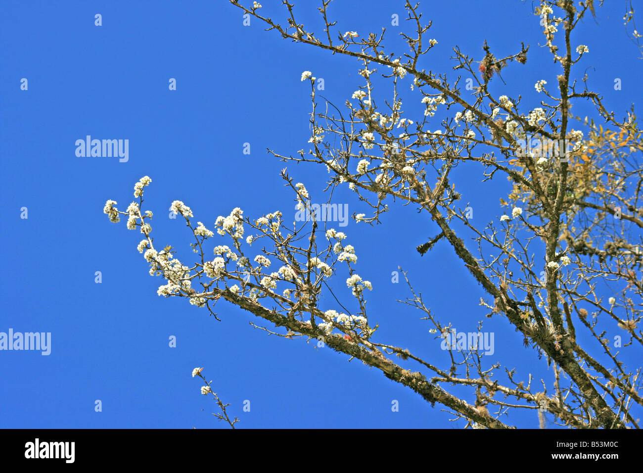 Blooming tree and blue sky Stock Photo - Alamy