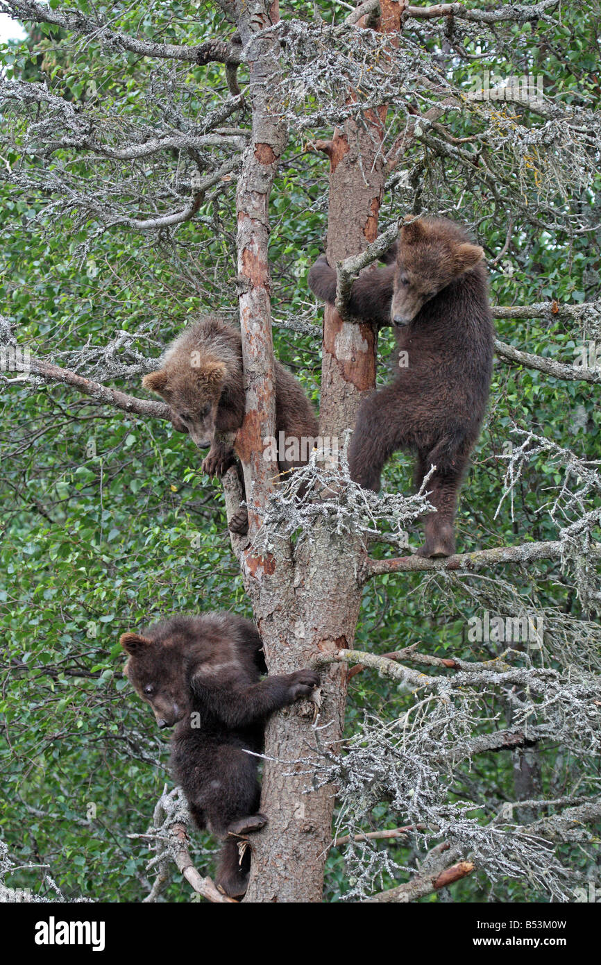 3 Grizzly Cubs in Tree, Katmai National Park, Alaska #2 Stock Photo