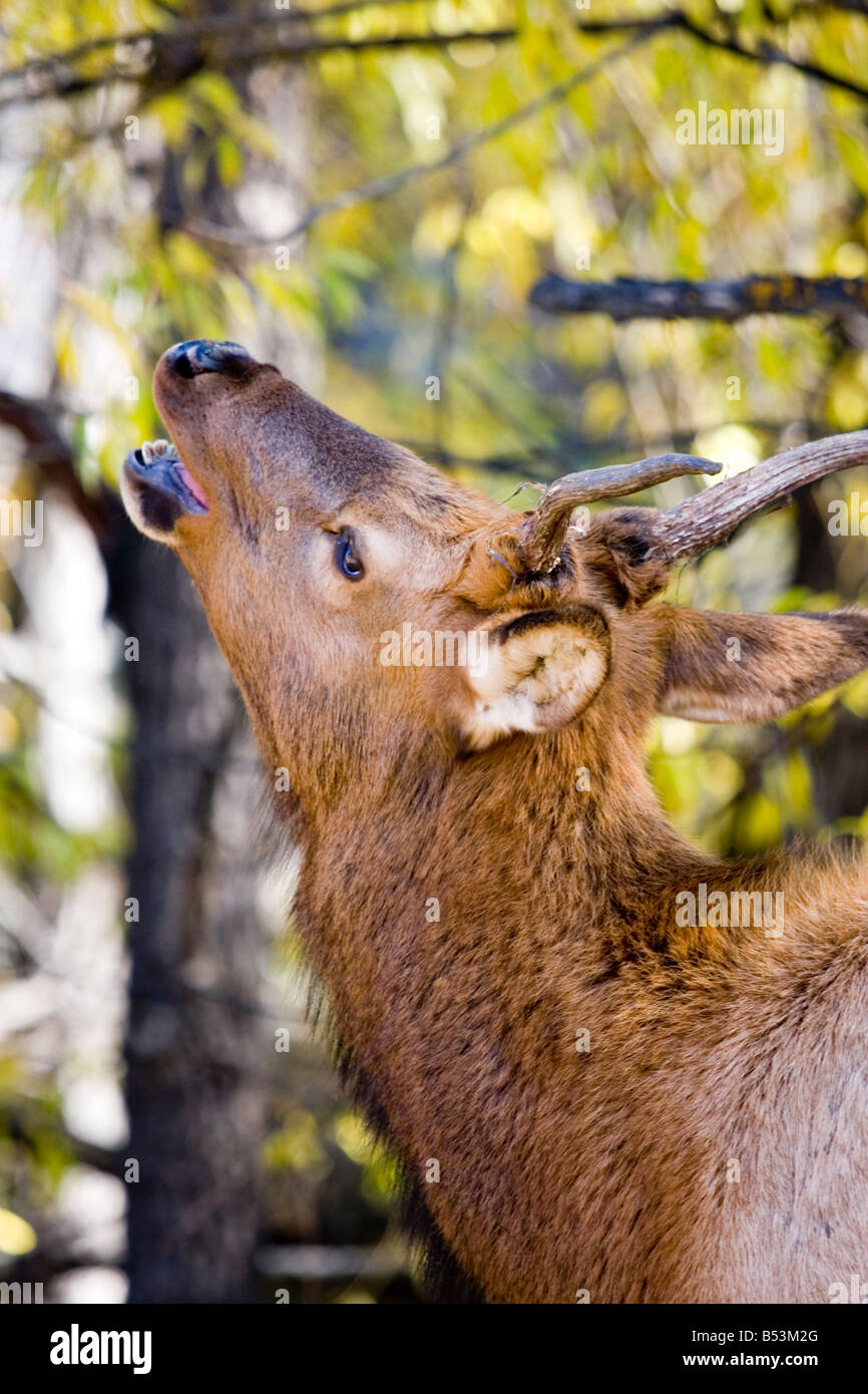 Young bull elk bugling in the autumn woods Stock Photo