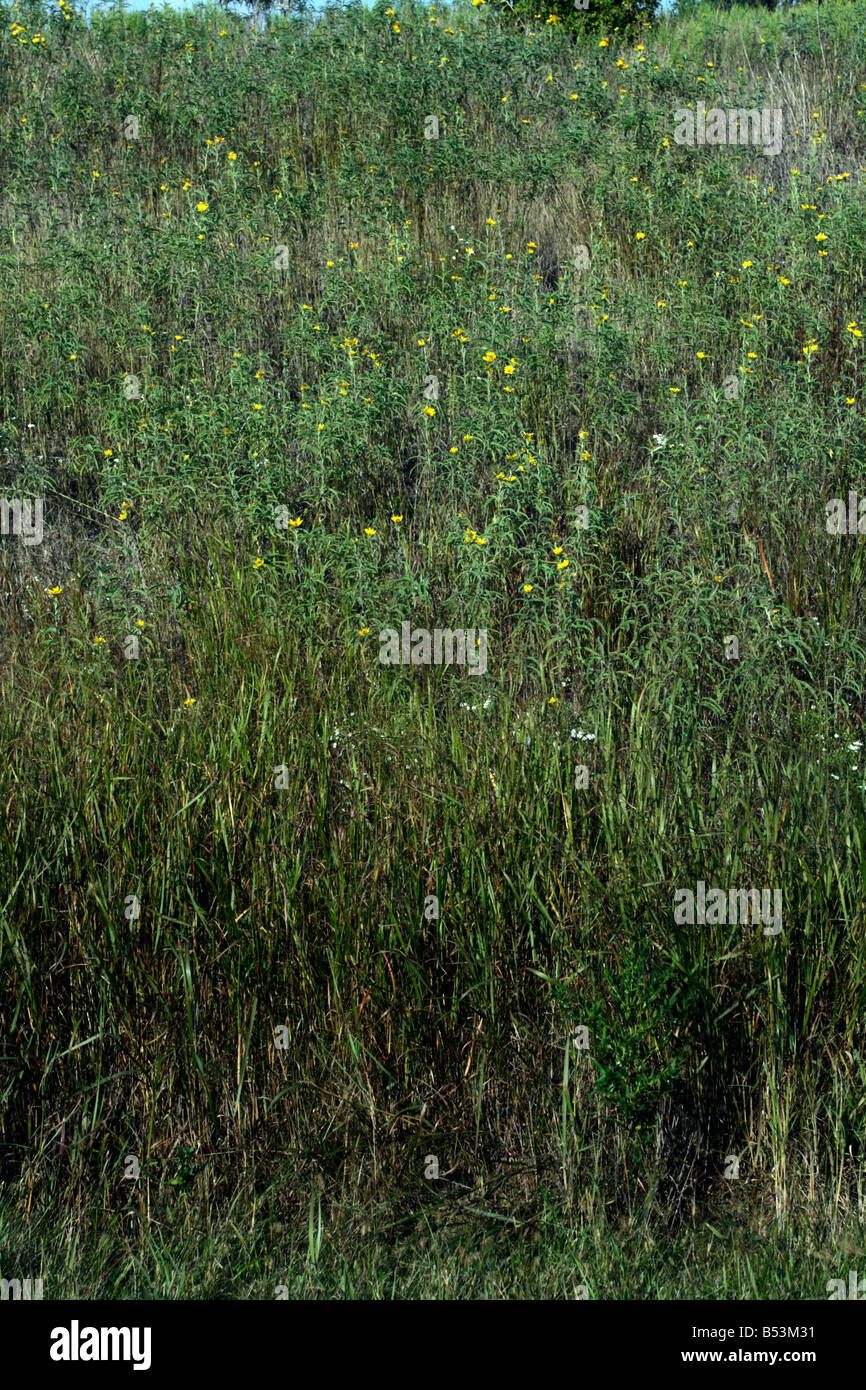 Hillside of wildflowers hi-res stock photography and images - Alamy
