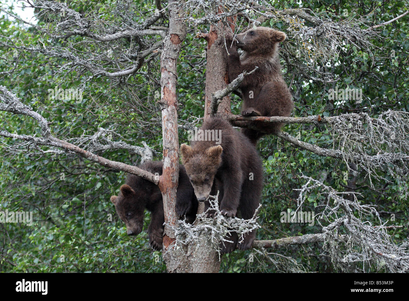 3 Grizzly Cubs in Tree, Katmai National Park, Alaska #7 Stock Photo