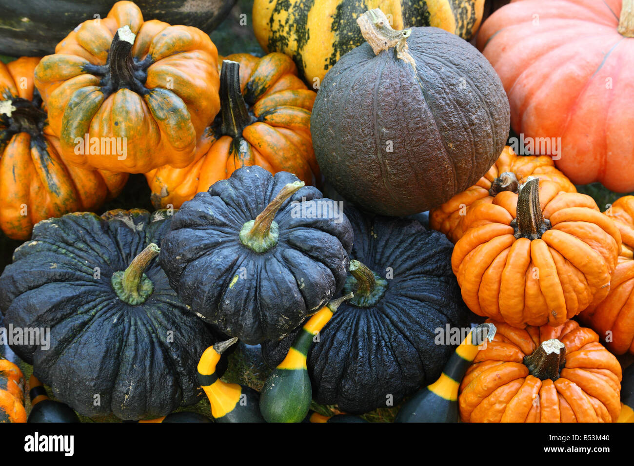 Multicoloured multicolored and multishaped pumpkins Stock Photo