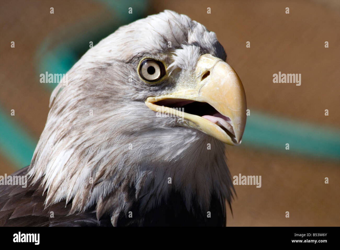 The Bald Eagle (Haliaeetus leucocephalus Stock Photo - Alamy