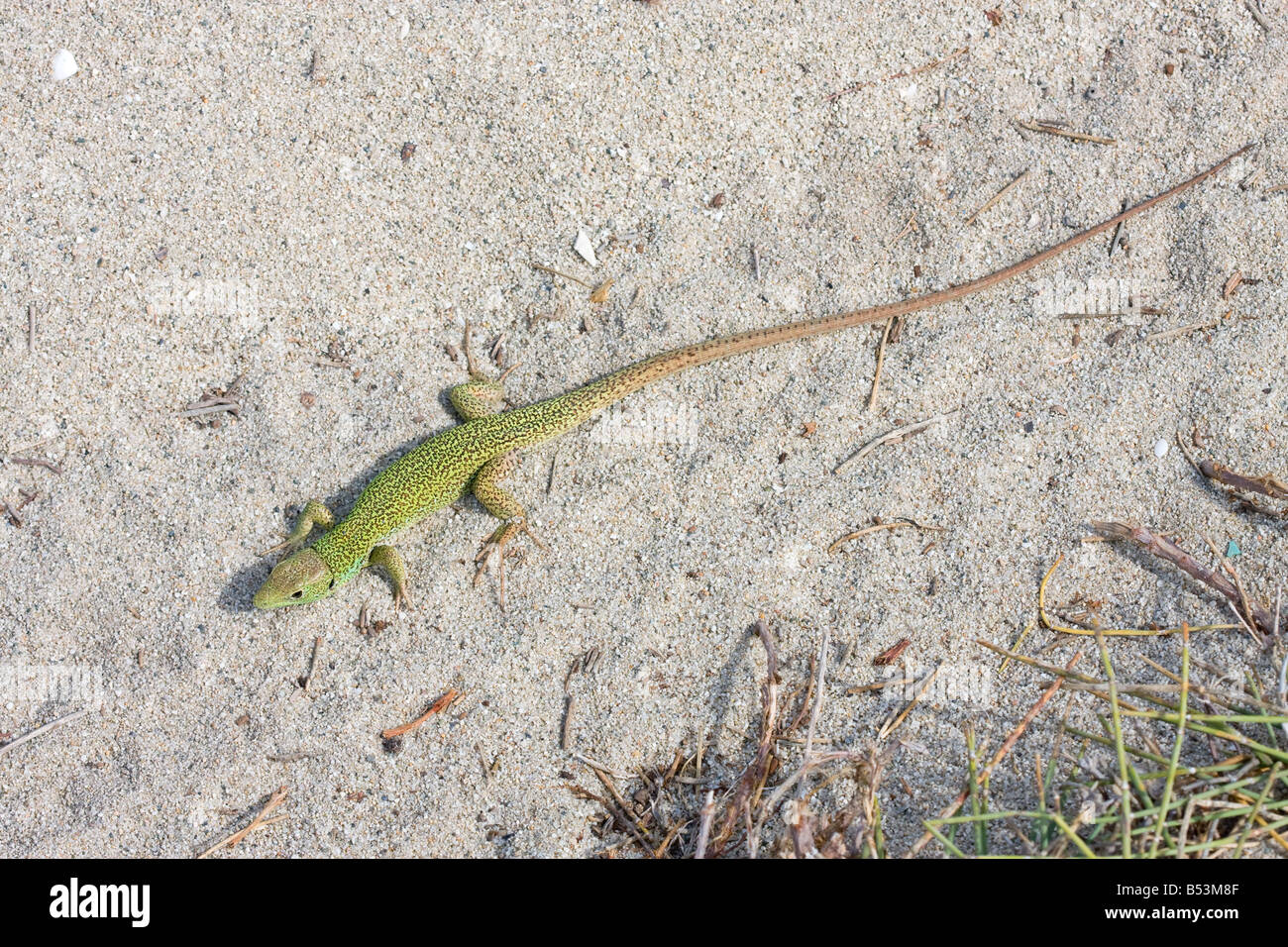 Balkan Green Lizard, Lacerta trilineata Stock Photo