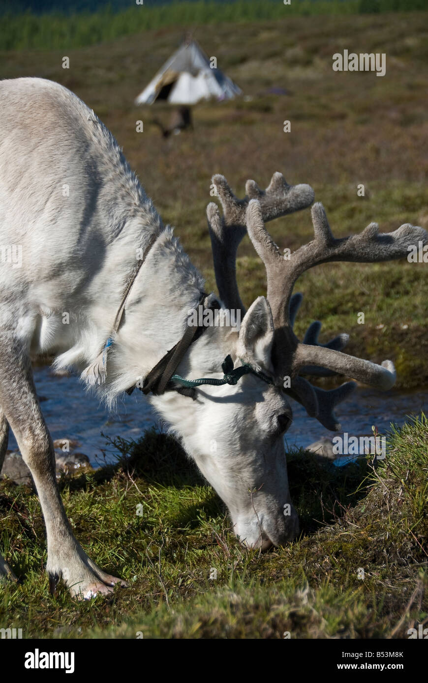 Reindeer in the tsaatan encampment Northern Mongolia August 2008 Stock Photo