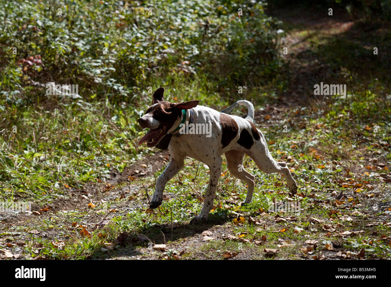 Grouse hunting in New Brunswick during the fall or autumn Stock Photo