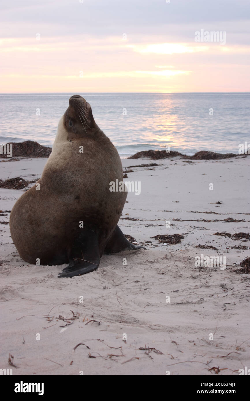 an early morning image of a seal on the eyre peninsula with high resoulution photography Stock Photo
