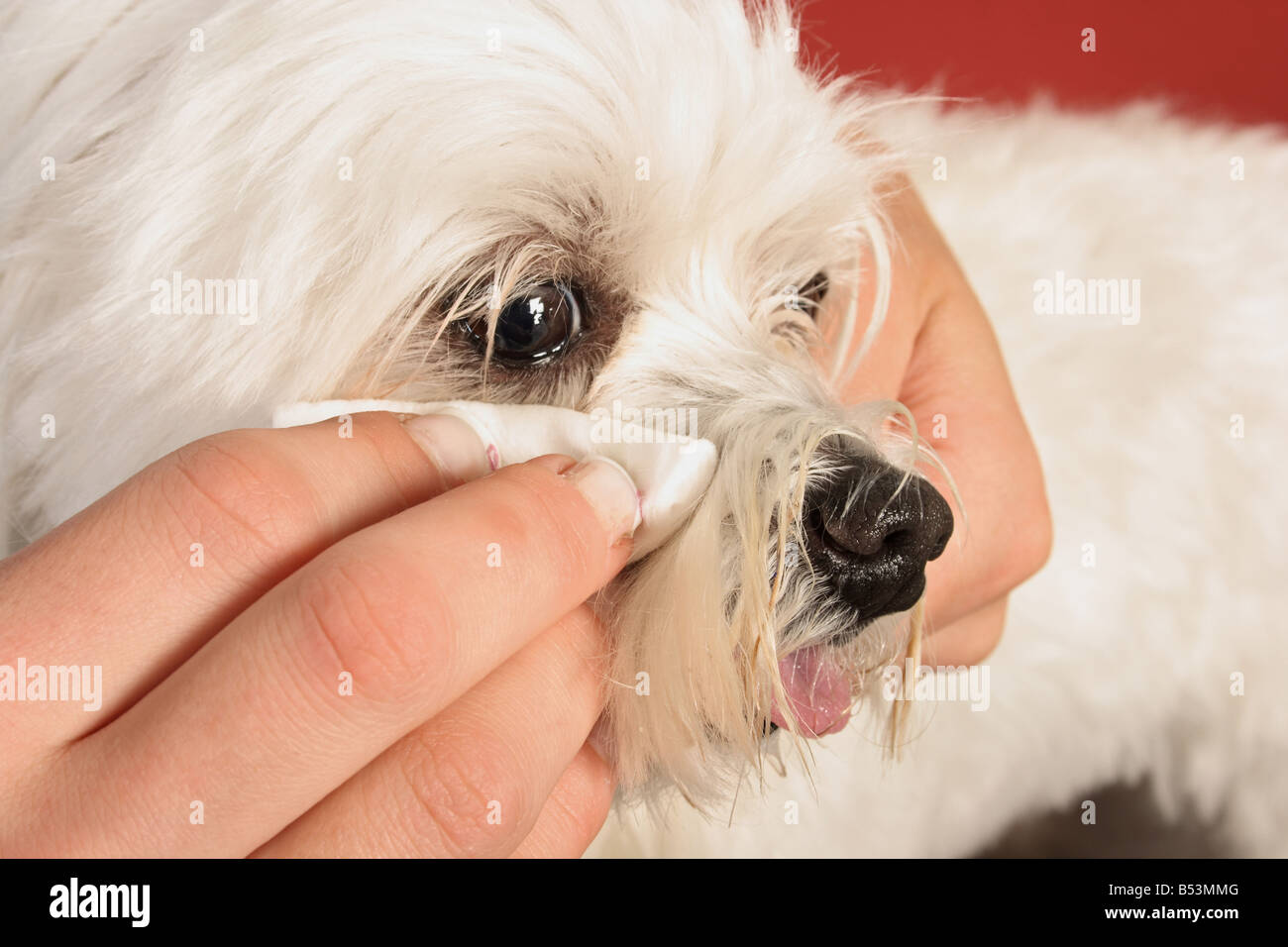 Maltese dog eye being cleaned Stock Photo Alamy