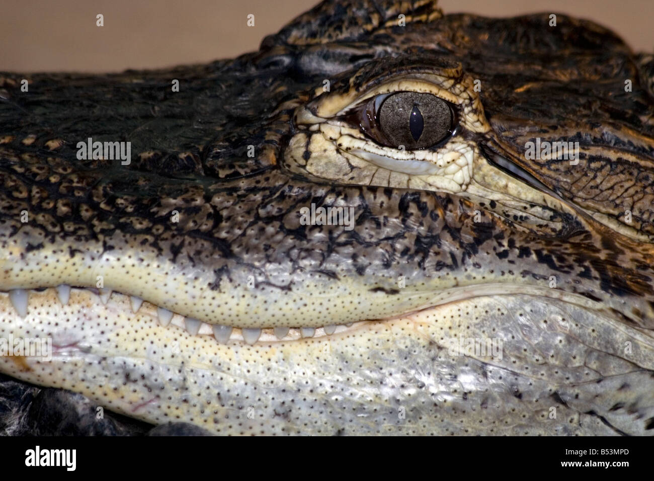 The American Alligator, Alligator mississippiensis, Gator Stock Photo ...