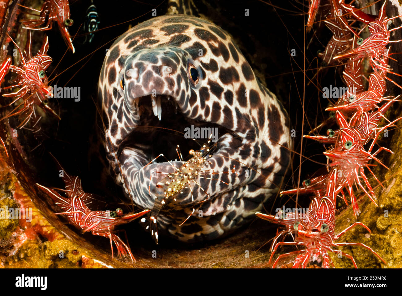 Honeycomb moray eel, Gymnothorax favageneus, hinge beak shrimp, Rhynchocinetes sp, and cleaner shrimp,  Indonesia. Stock Photo