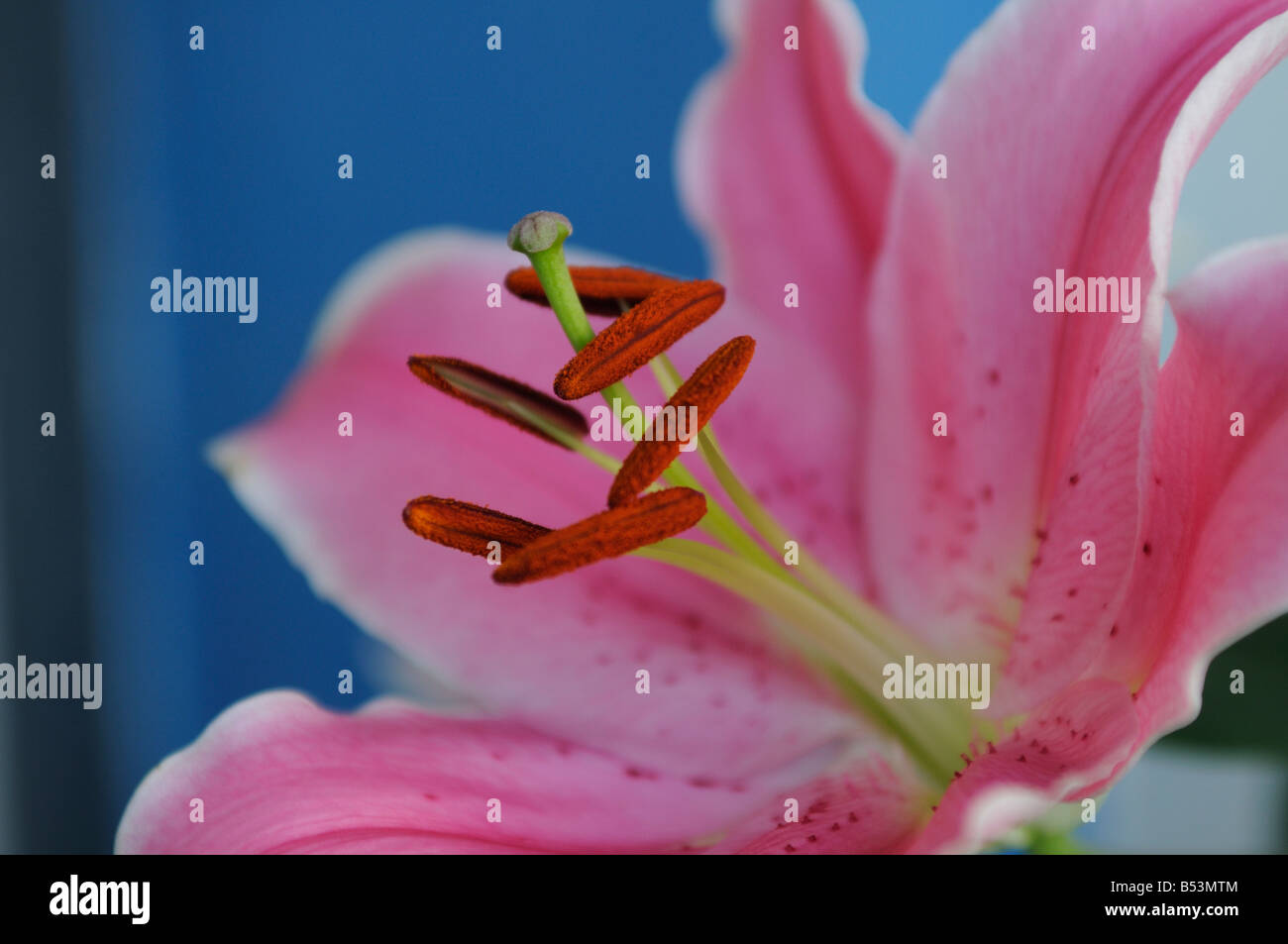 Pink Tiger Lily flower Stock Photo Alamy
