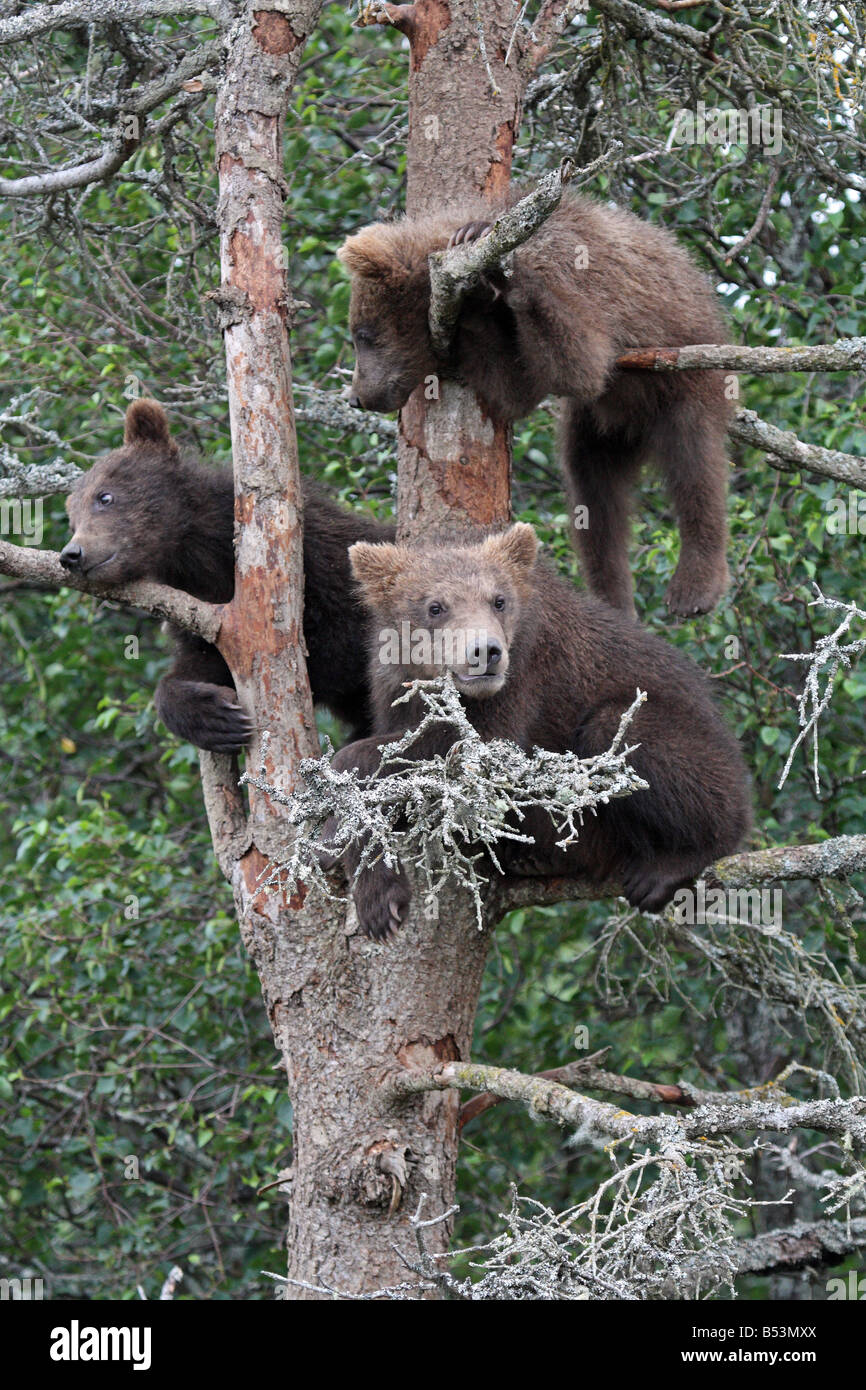 3 Grizzly Cubs in Tree, Katmai National Park, Alaska #3 Stock Photo