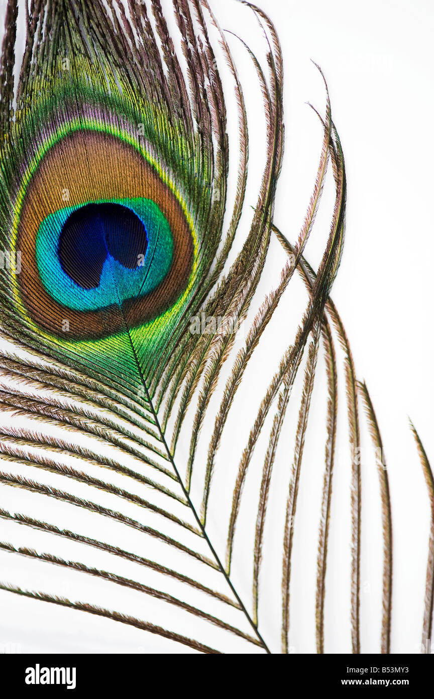 Close up of eye of peacock feather on a white background Stock Photo