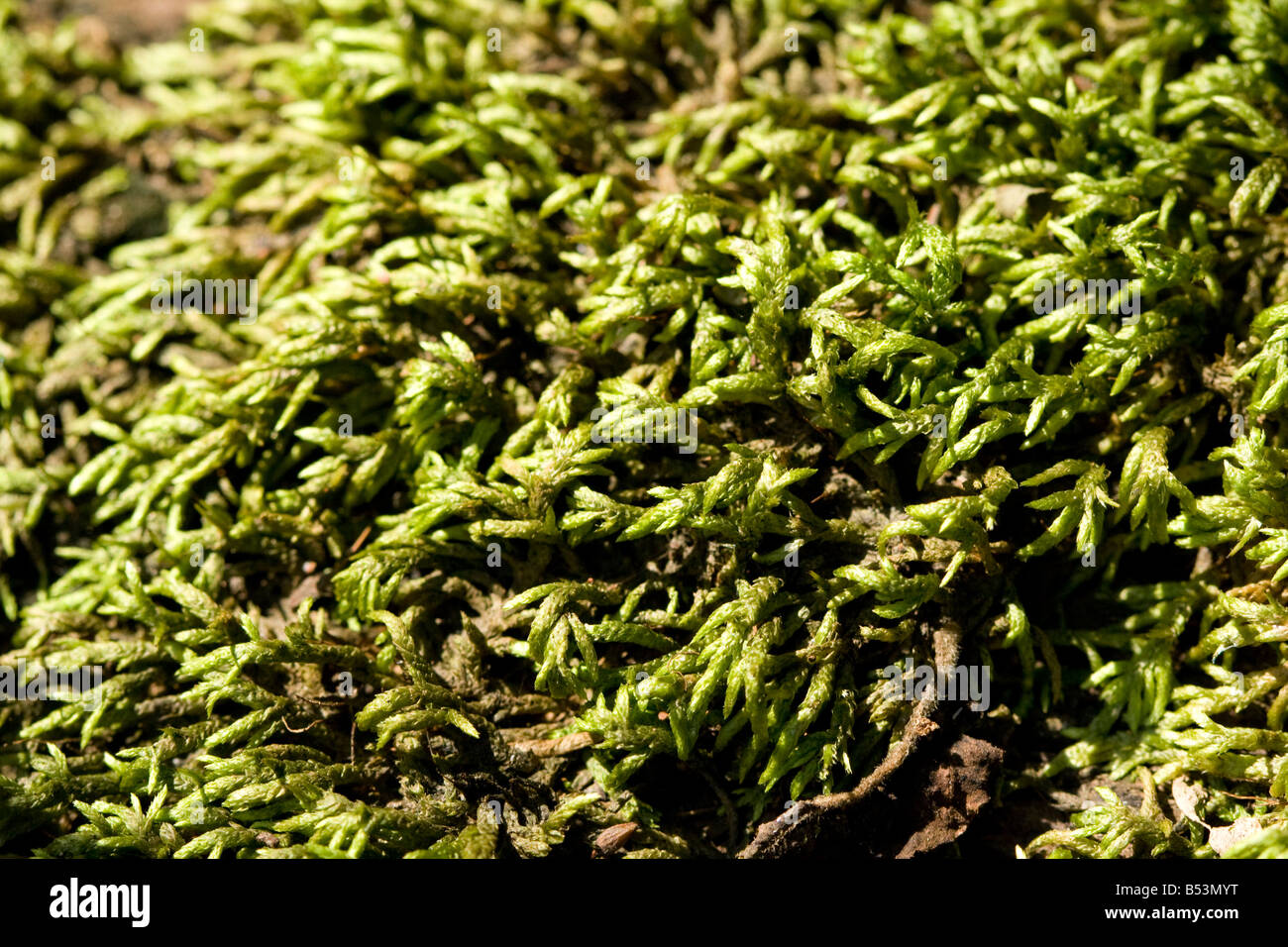 Close up of Anomodon Moss (Anomodon rostratus) growing on the ground. Stock Photo