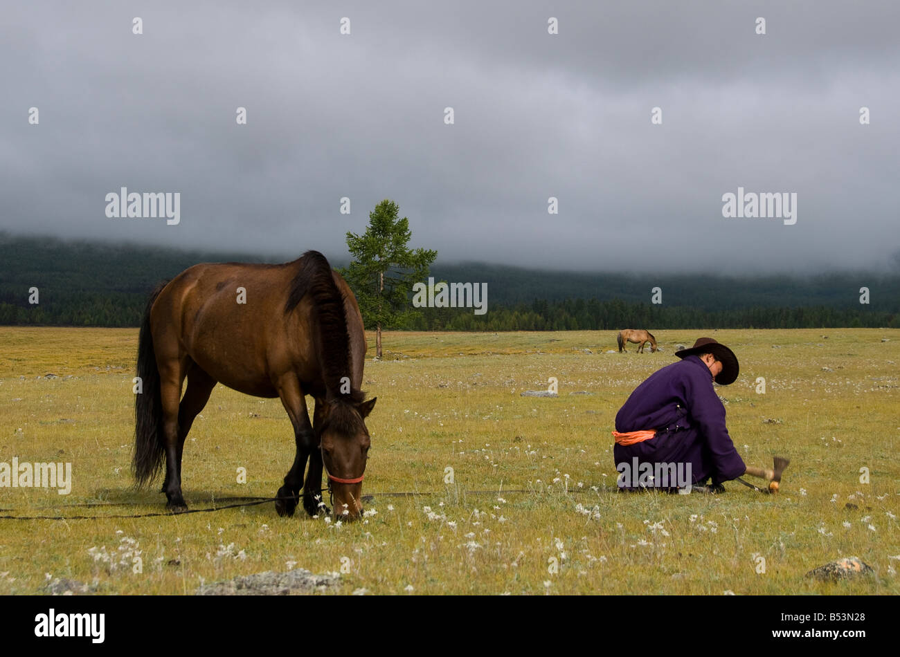 Nomad securing his horse Northern Mongolia Stock Photo - Alamy