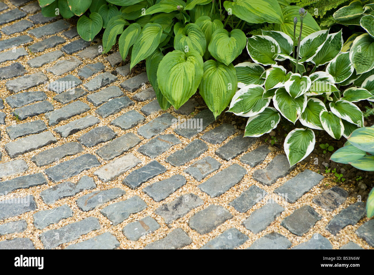 Various Hosta's with cobbles. Stock Photo