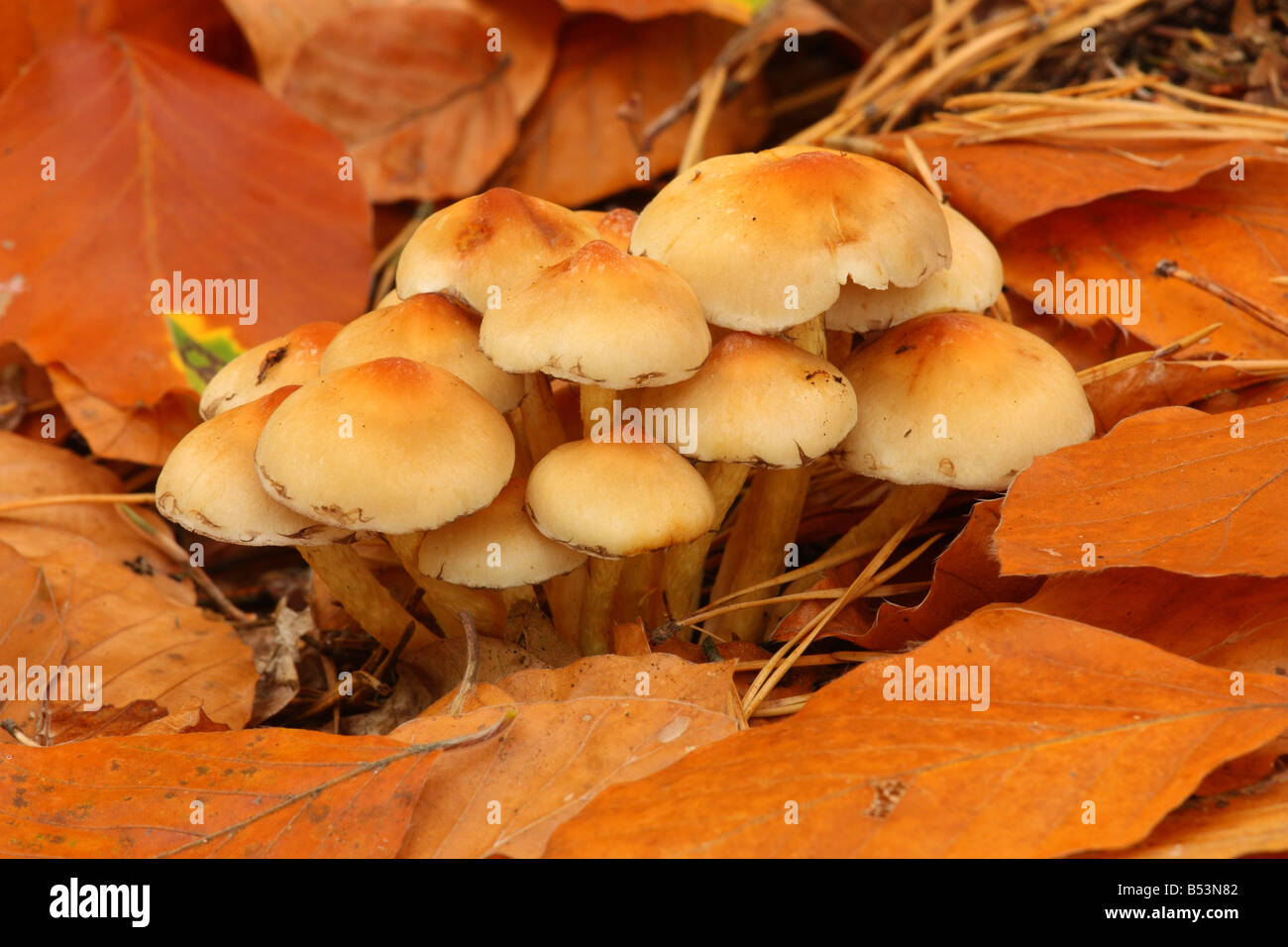 Sulphur Tuft Fungus Hypholoma Fasciculare Stock Photo