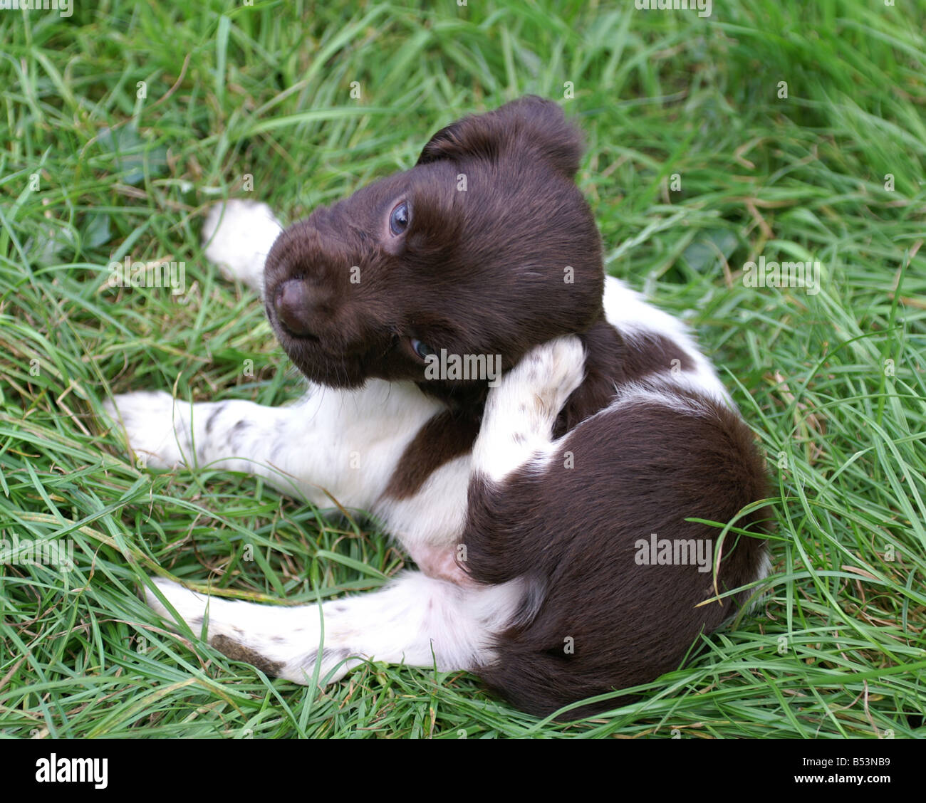 Why Does My Dog Cry When He Scratches His Ear