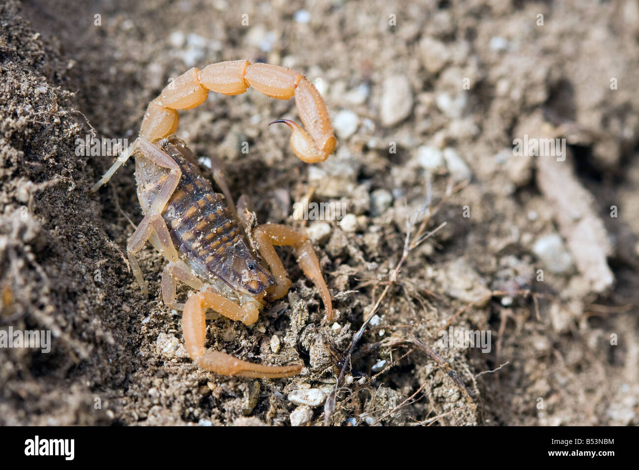 Common European Scorpion, Buthus occitanus Stock Photo