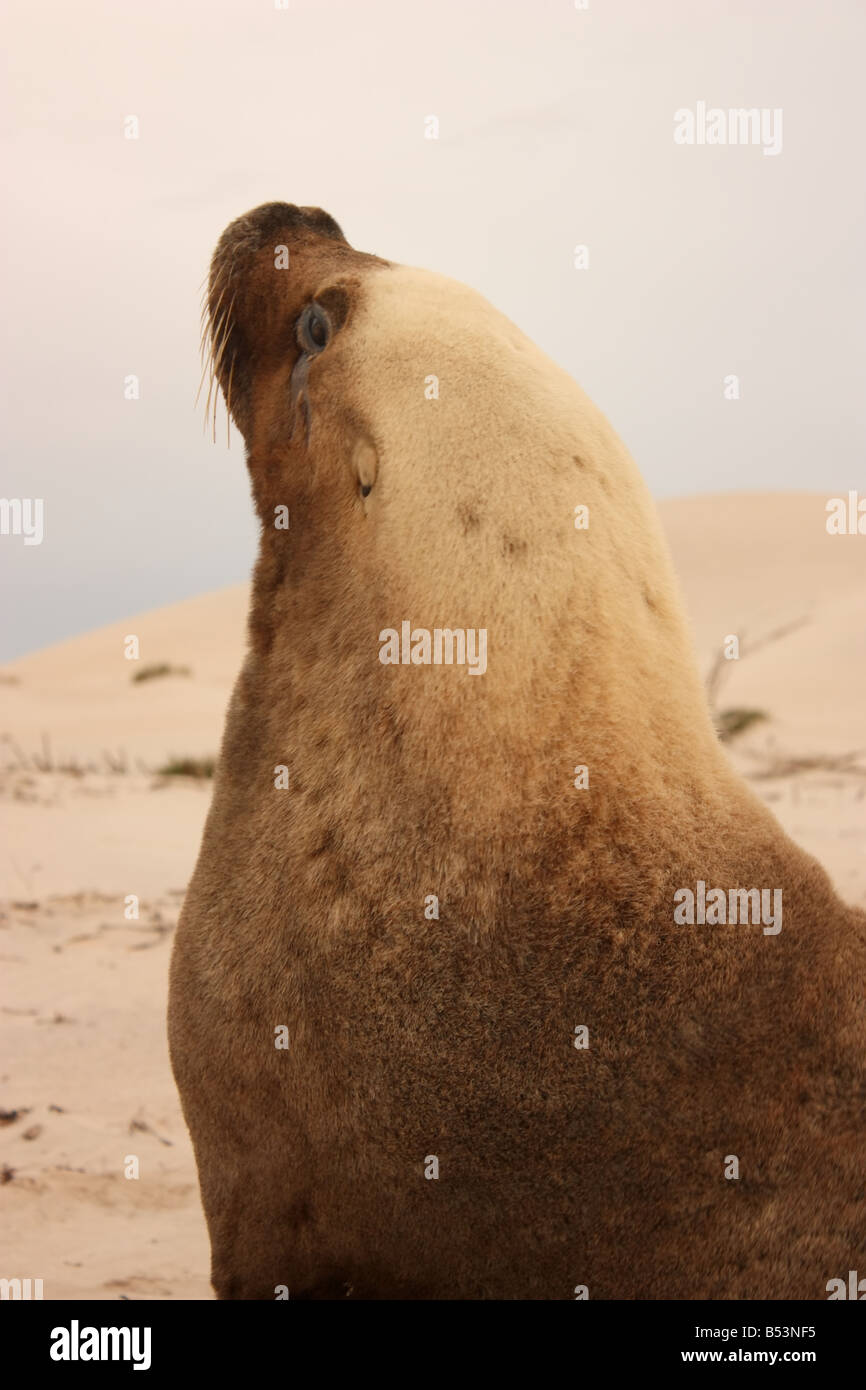 a large seal basking on a beach on the eyre peninsula with high resolution photography Stock Photo