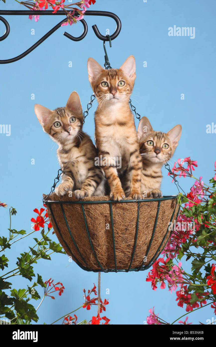 three young Bengal cats in hanging basket Stock Photo Alamy