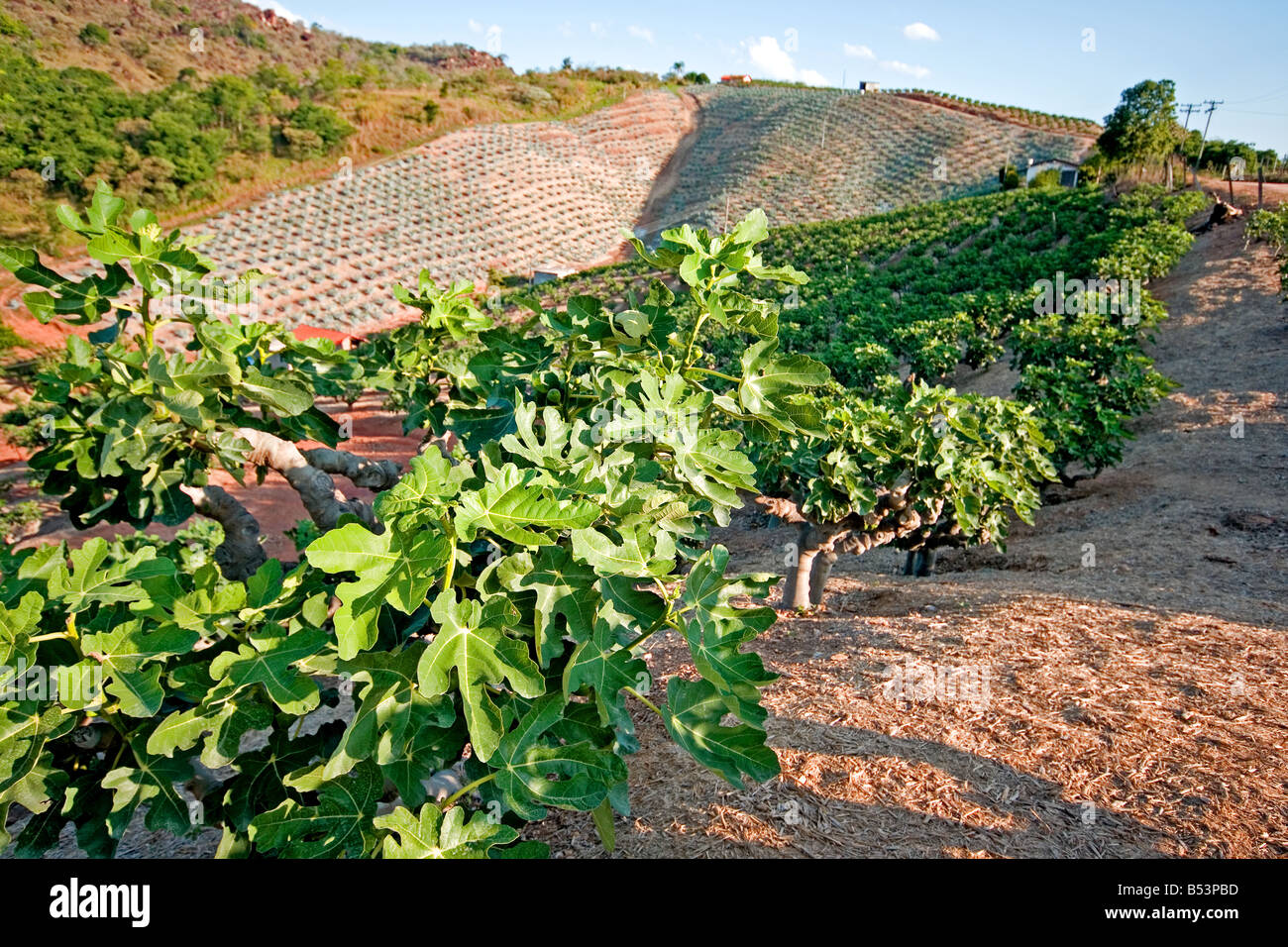 Fig Tree Fruit Orchard Stock Photos & Fig Tree Fruit Orchard Stock