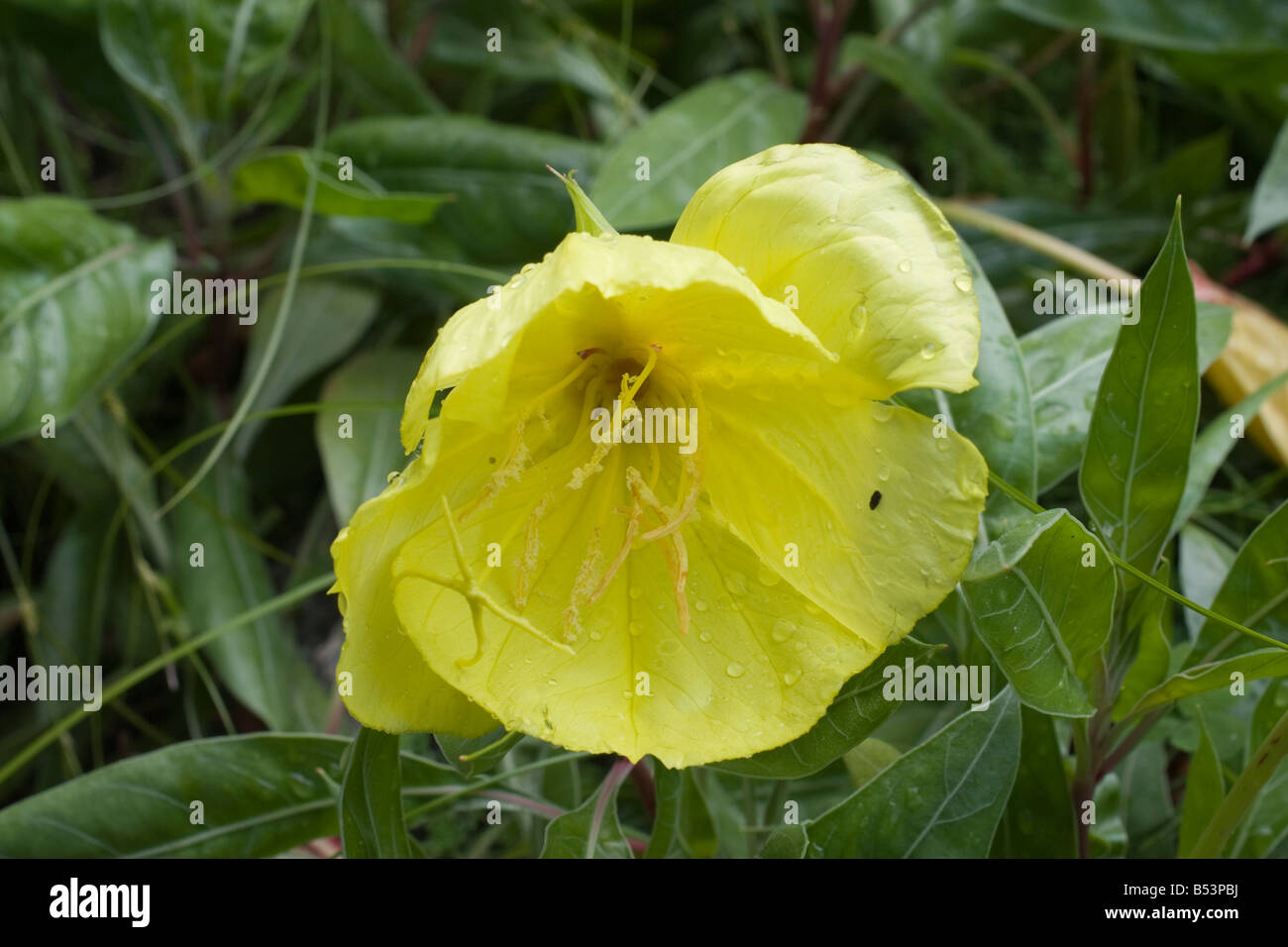 Oenothera wild flower open flower plant biennial Stock Photo Alamy