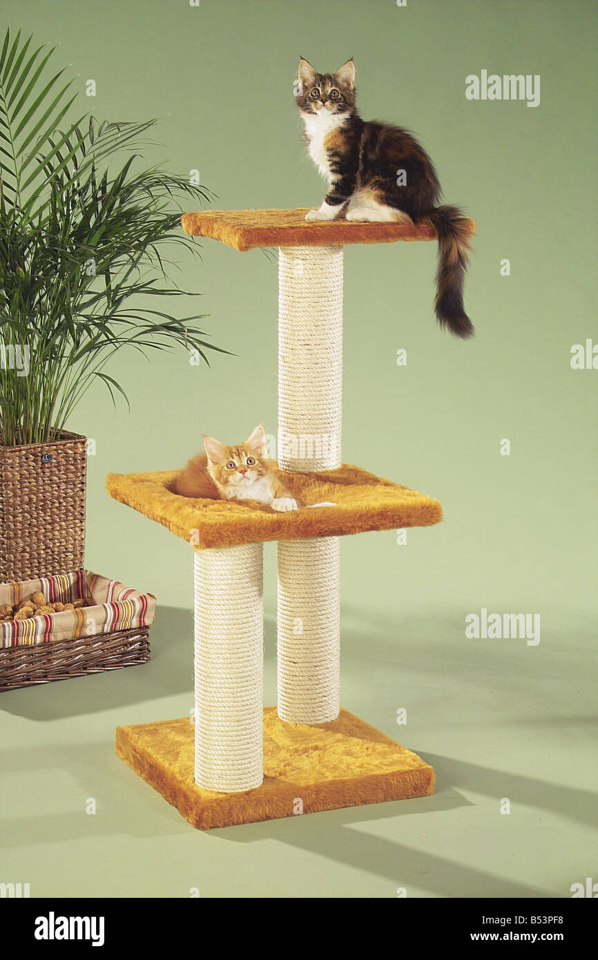 two Maine Coon kittens on scratching post Stock Photo Alamy