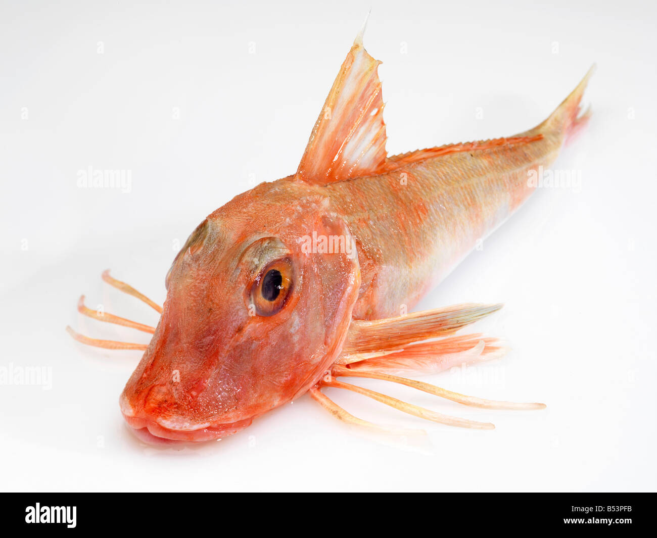 Gurnard fish hi-res stock photography and images - Alamy