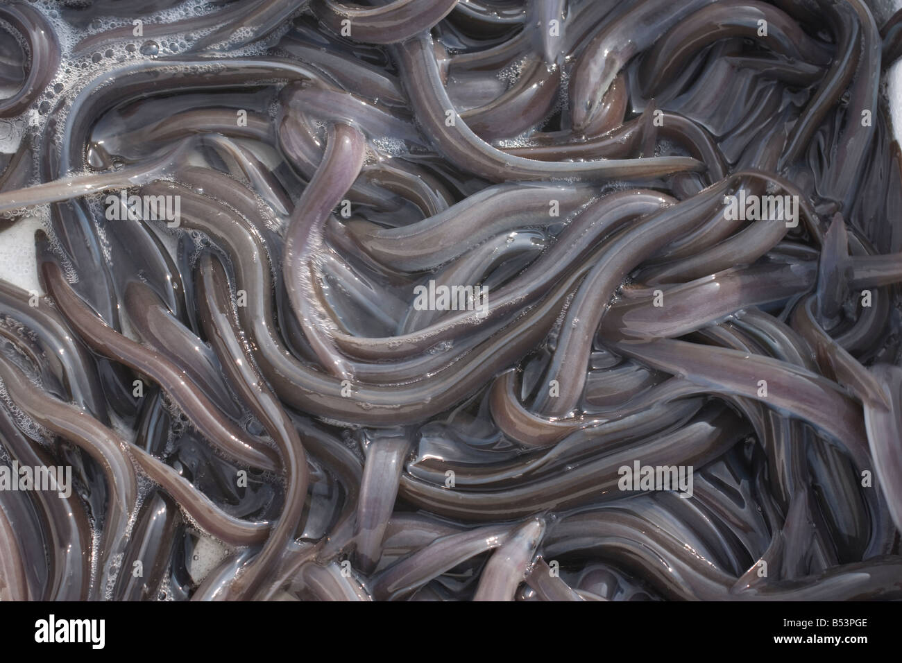 Anguilla Anguilla European Eel Fish Fry Lake Stock Photo Alamy