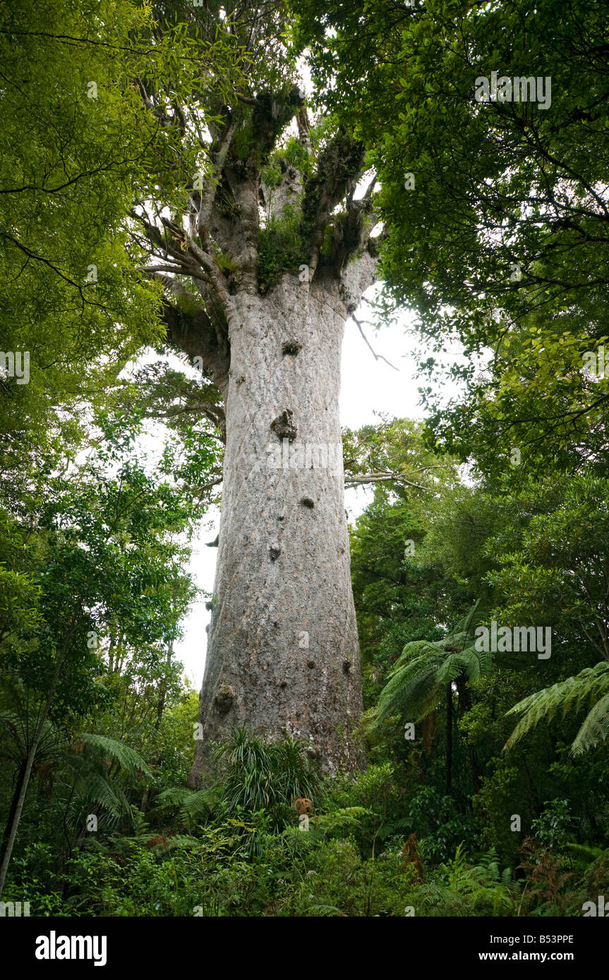 Kauri tree, new zealand hires stock photography and images Alamy