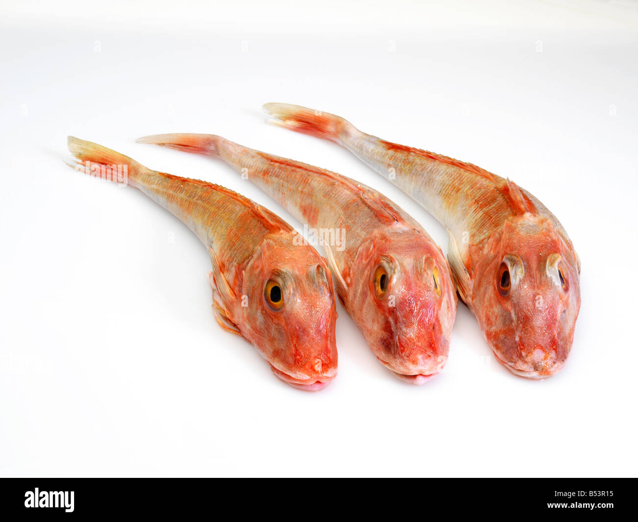 3 Gurnard fish Stock Photo - Alamy