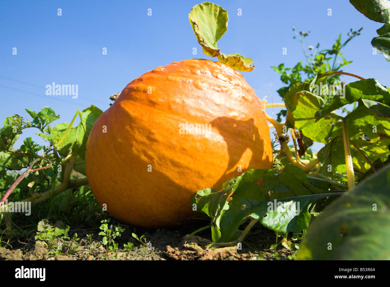 Worms eye view of a large pumpkin Stock Photo Alamy