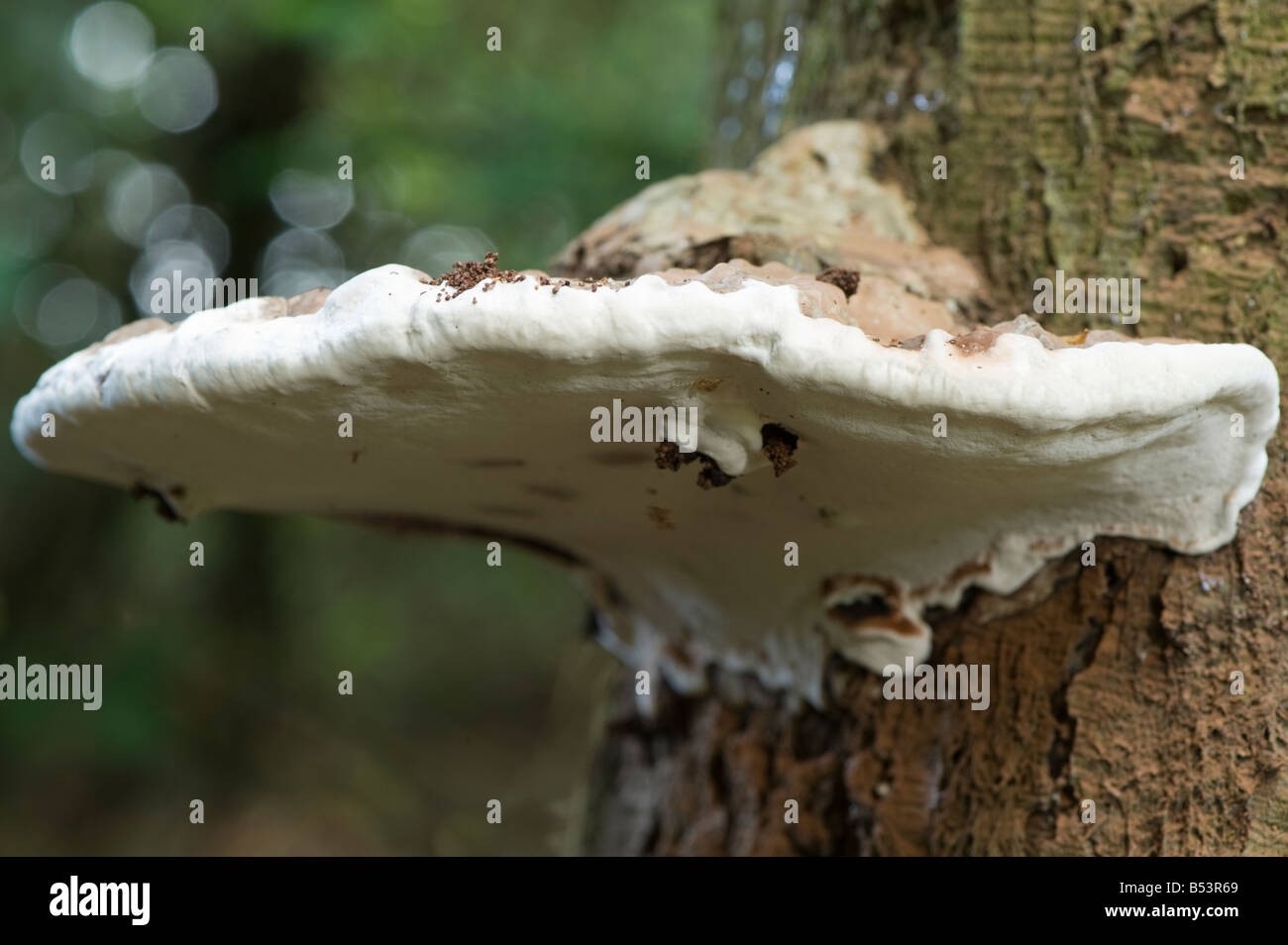 Bracket Fungus Stock Photo